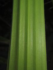 Fuirena ciliaris ciliaris