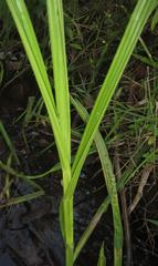 Fuirena ciliaris ciliaris