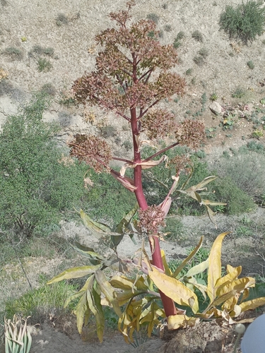 Ferula tadshikorum