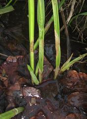 Fuirena ciliaris ciliaris
