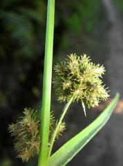 Fuirena ciliaris ciliaris