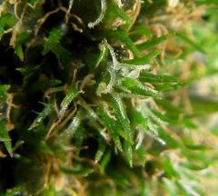 Fuirena ciliaris ciliaris