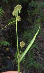 Fuirena ciliaris ciliaris