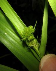Fuirena ciliaris ciliaris