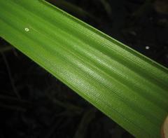 Fuirena ciliaris ciliaris