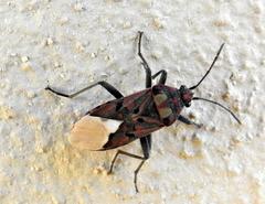 Spilostethus pandurus elegans