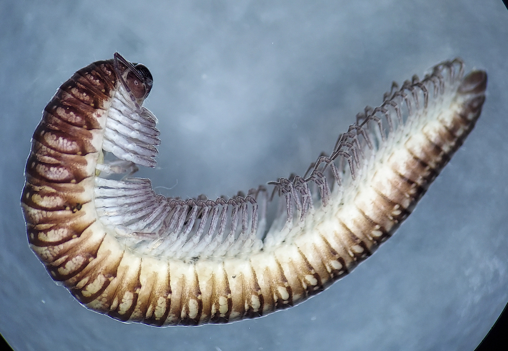 Cleidogona major