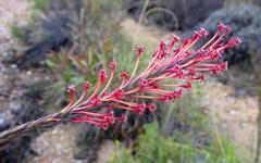 Struthiola macowanii