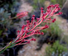 Struthiola macowanii