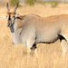 Common Eland - Photo (c) simben, some rights reserved (CC BY-NC-ND), uploaded by simben