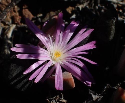 Cerochlamys pachyphylla (L. Bolus) L. Bolus 3