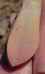 Cerochlamys pachyphylla