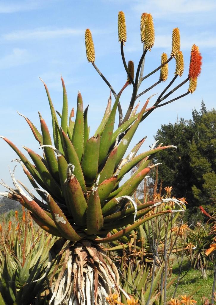 Bottlebrush Aloe
