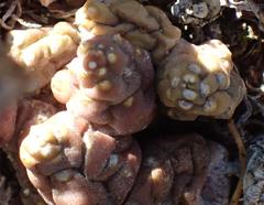 Piaranthus