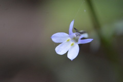 Lobelia xalapensis