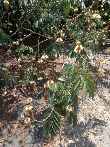 Tachigali paniculata observed 2023-08-15