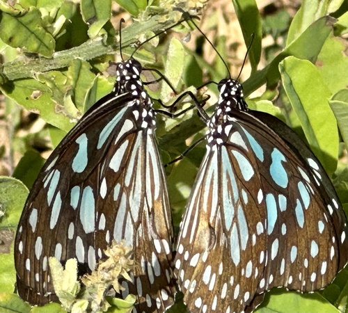 Blue Tiger photo 5