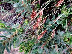 Schoenus graminifolius