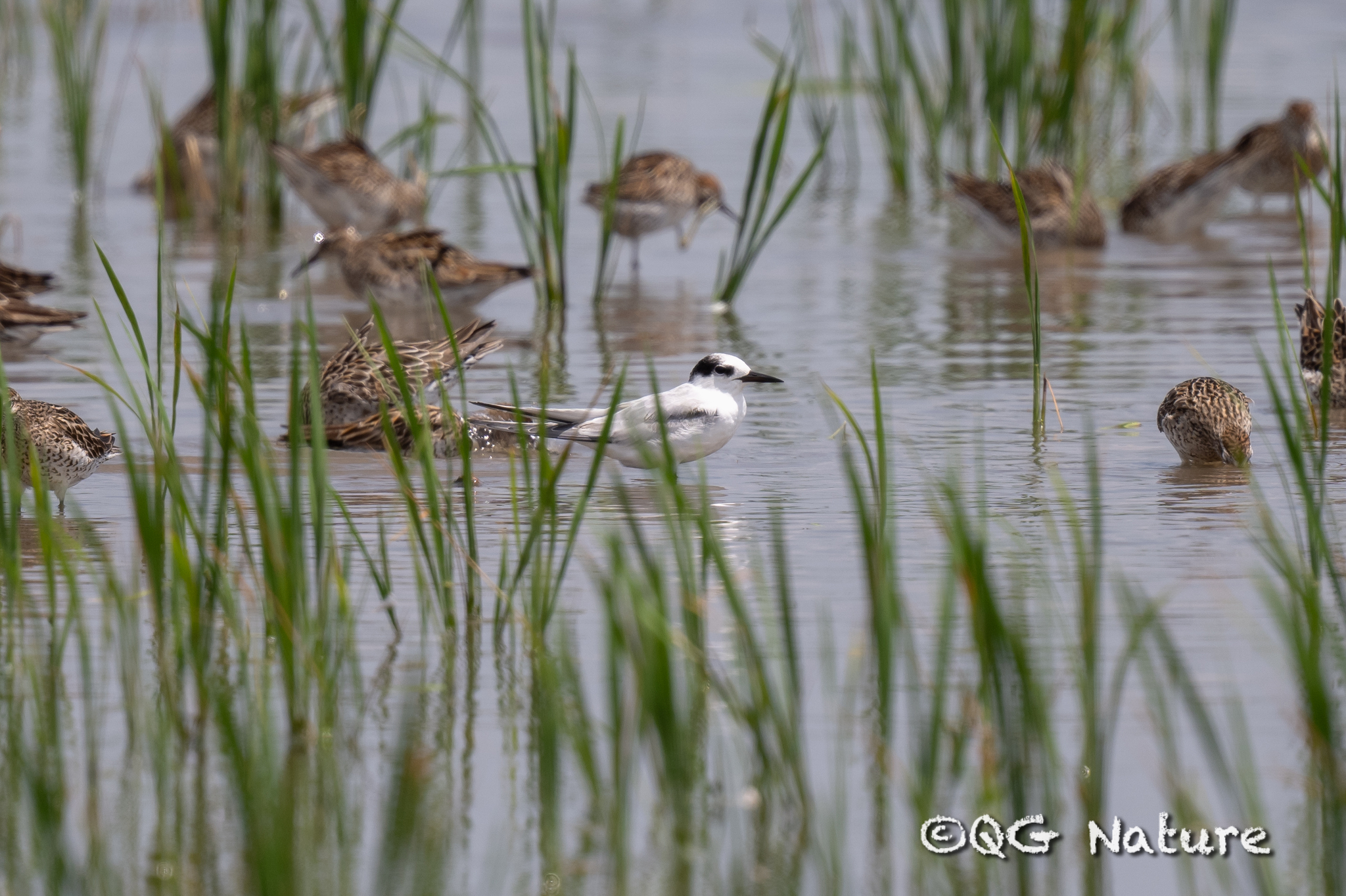 Little Tern