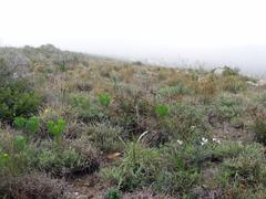 Schoenus graminifolius