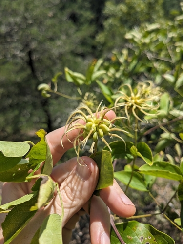 Image of Clematis viorna by (c) Alaina Krakowiak, some rights reserved (CC BY)