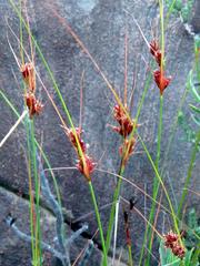 Schoenus graminifolius