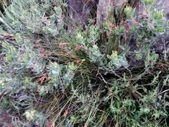 Schoenus graminifolius