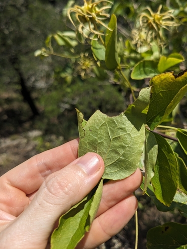 Image of Clematis viorna by (c) Alaina Krakowiak, some rights reserved (CC BY)