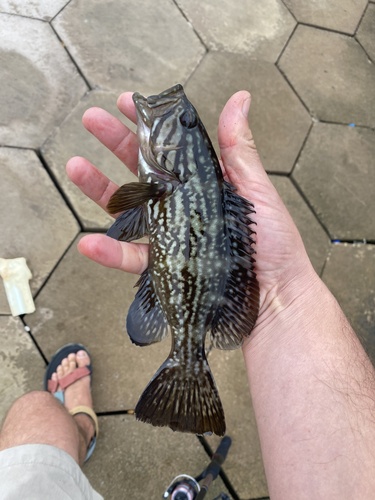 Photo of Mottled grouper (Mycteroperca rubra)