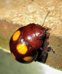 Chrysolina clarki