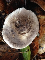 Tricholoma griseoviolaceum