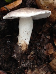 Tricholoma griseoviolaceum