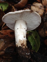 Tricholoma griseoviolaceum