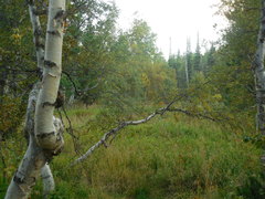 Betula pubescens pumila