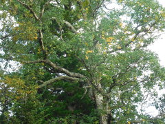 Betula pubescens pumila