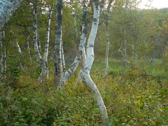 Betula pubescens pumila