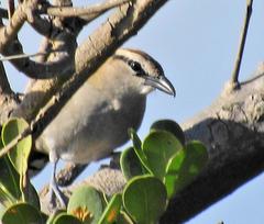Tchagra tchagra natalensis
