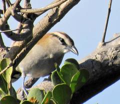 Tchagra tchagra natalensis