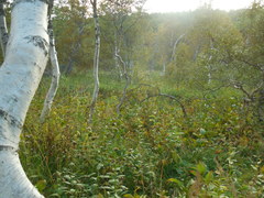 Betula pubescens pumila