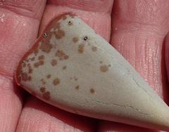 Adromischus triflorus