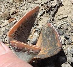 Adromischus triflorus