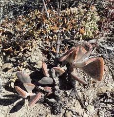 Adromischus triflorus
