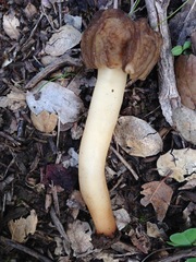 Verpa bohemica