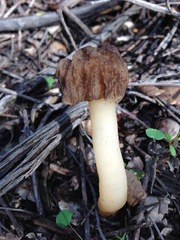 Verpa bohemica