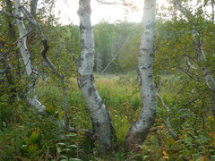 Betula pubescens pumila