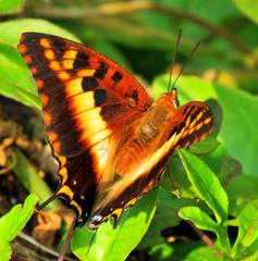 Charaxes druceanus