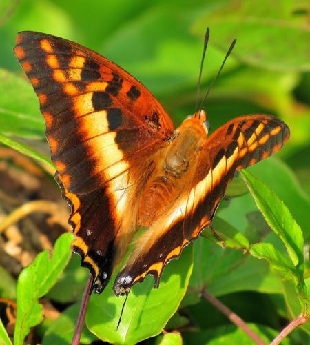 Silver-barred Charaxes