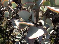 Crassula arborescens arborescens