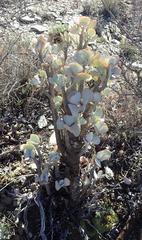 Crassula arborescens arborescens