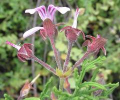 Pelargonium radens